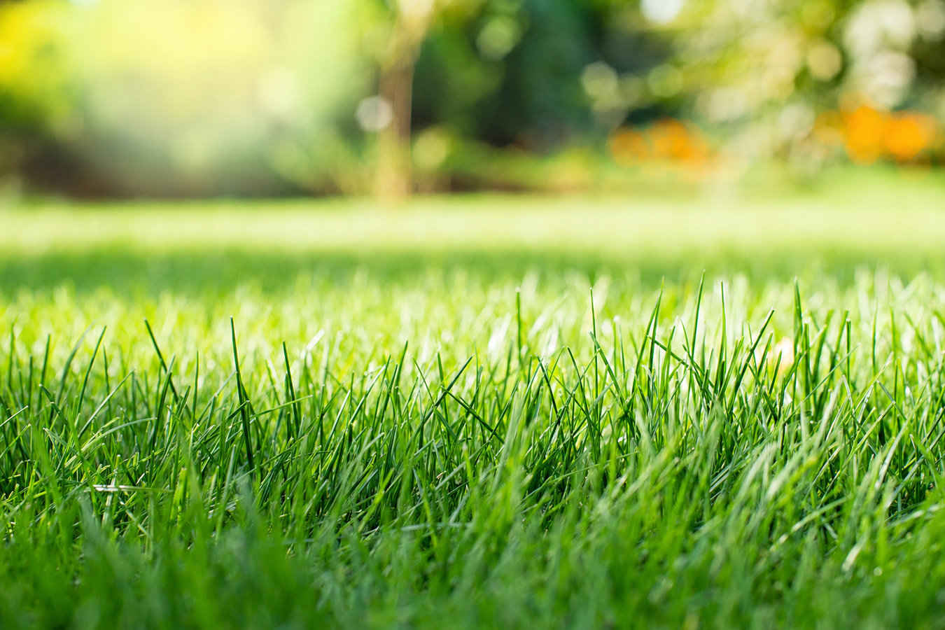 Drought-tolerant turf
